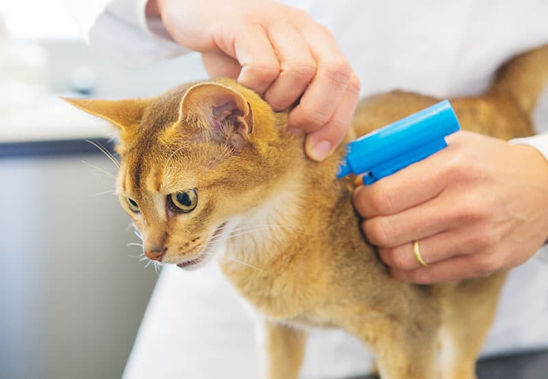 Microchipping Pets