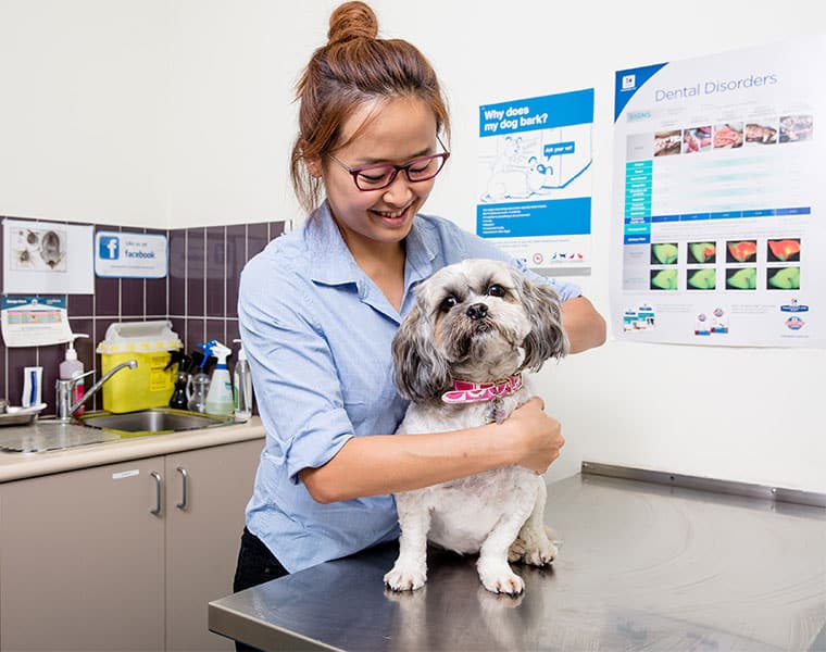 Chatswood pet doctor
