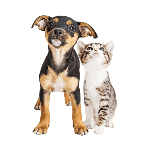 Vetfriends Chatswood - Vets For Chatswood Pets - (02) 9882 3433