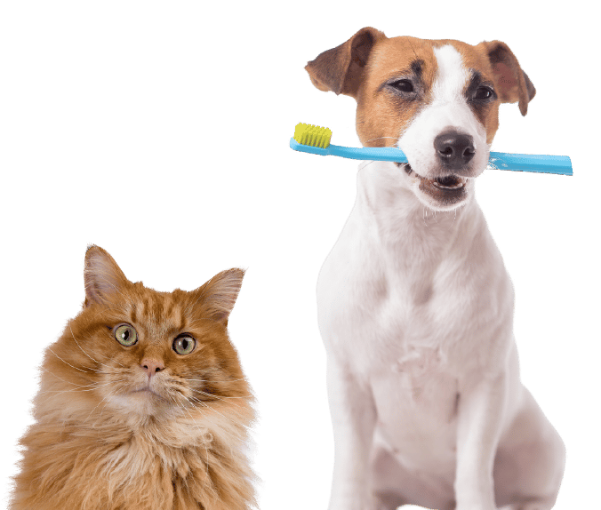 Vetfriends Chatswood - Vets For Chatswood Pets - (02) 9882 3433